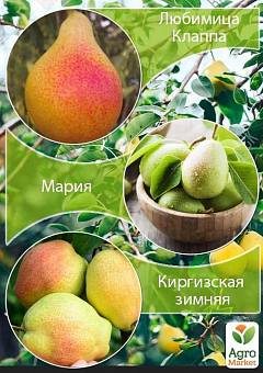Дерево-сад Груша "Любимица Клаппа+Мария+Киргизская зимняя " 2