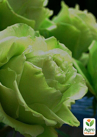 Троянда чайно-гібридна "Лімбо" (Limbo®) (саджанець класу АА +) вищий сорт - фото 3