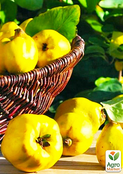 Эксклюзив! Айва яблоковидная сочно-желтого насыщенного цвета "Искорка" (Sparklet) (премиальный, высокоурожайный сорт)2