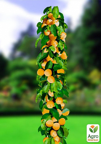 Ексклюзив! Абрикос колоновидний помаранчевий із засмагою на сонячному боці "Радості життя" (Joy of life) (преміальний пізньостиглий сорт)