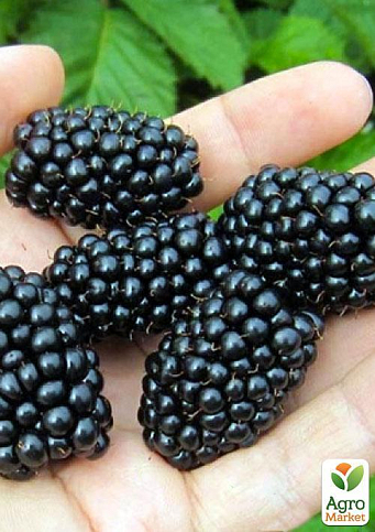 Ожина рання великоплідна "Блек Бат" (Black Butte)