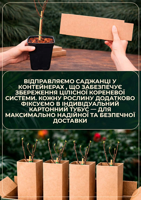 LMTD Инжир 3-х летний привитой полосатый "Panache" (высота 100-120см)