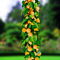 Ексклюзив! Абрикос колоновидний помаранчевий із засмагою на сонячному боці "Радості життя" (Joy of life) (преміальний пізньостиглий сорт)