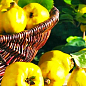 Эксклюзив! Айва яблоковидная сочно-желтого насыщенного цвета "Искорка" (Sparklet) (премиальный, высокоурожайный сорт)