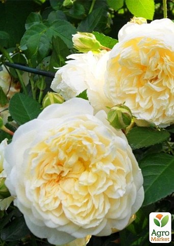 Троянда англійська плетиста "Перпешуалі Йорс" (саджанець класу АА +) вищий сорт - фото 4