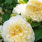 Троянда англійська плетиста "Перпешуалі Йорс" (саджанець класу АА +) вищий сорт
