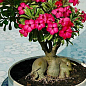 Аденіум "Desert Rose"