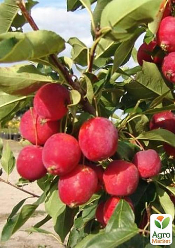 Яблуня "Суржик" (райське яблучко) (літній сорт, ранній термін дозрівання) - фото 2