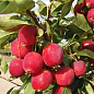 Яблуня "Суржик" (райське яблучко) (літній сорт, ранній термін дозрівання) купить