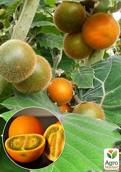 Наранхілья (луло) Solanum quitoense 1 саджанець в упаковці2