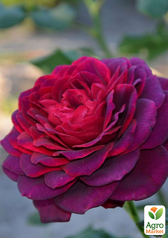 Роза в контейнере чайно-гибридная "Grafin Diana" (саженец класса АА+) - фото 3