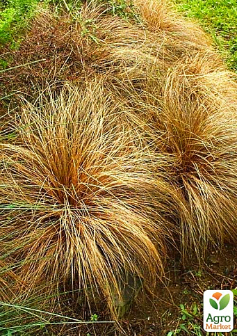 Осока Бронзовая "Bronze Curls" вазон С2, высота 15-30см - фото 3