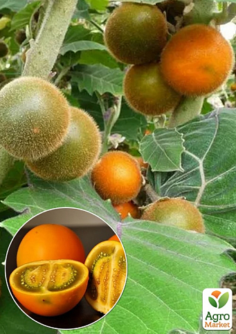 Наранхілья (луло) Solanum quitoense 1 саджанець в упаковці