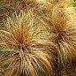 Осока Бронзова "Bronze Curls" вазон С2, висота 15-30см цена