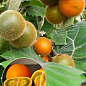 Наранхілья (луло) Solanum quitoense 1 саджанець в упаковці