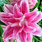 Лілія Розовидна «Roselily Julia»