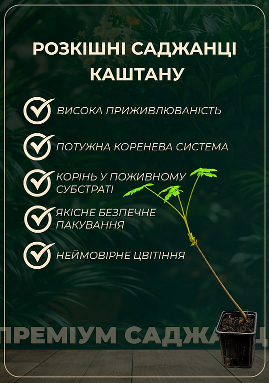 Каштан зеленый "Конский" (самая популярная разновидность) высота 20-50см - фото 5