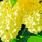 Сирень жёлтая "Примула"  купить