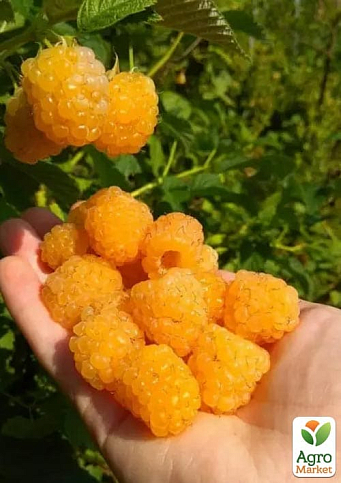 Малина "Golden Queen" вкорінена в контейнері (середньоранній термін дозрівання, великоплідний сорт) - фото 6