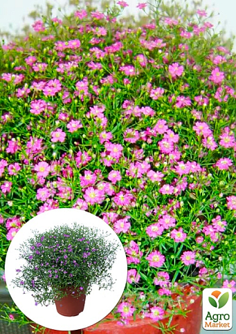 LMTD Гипсофила розовая "Pink Blush" высота 20-30см