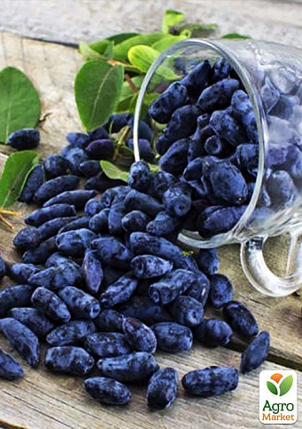 Жимолость "Гордість Бакчара" (середній термін дозрівання, великоплідний сорт) - фото 7