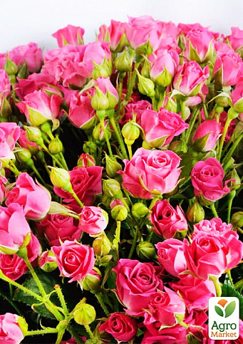 Троянда в контейнері дрібноквіткова "Лавлі Лідія" (саджанець класу АА+) - фото 2
