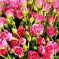 Троянда в контейнері дрібноквіткова "Лавлі Лідія" (саджанець класу АА+) купить