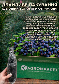 Ірга ольхолистна "Smoky" (Смоукі) (найвисоковрожайний сорт)2