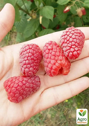 Малина (In vitro) "Przehyba" укорененная в контейнере (ультраранняя, крупноягодная, сладкая) - фото 6