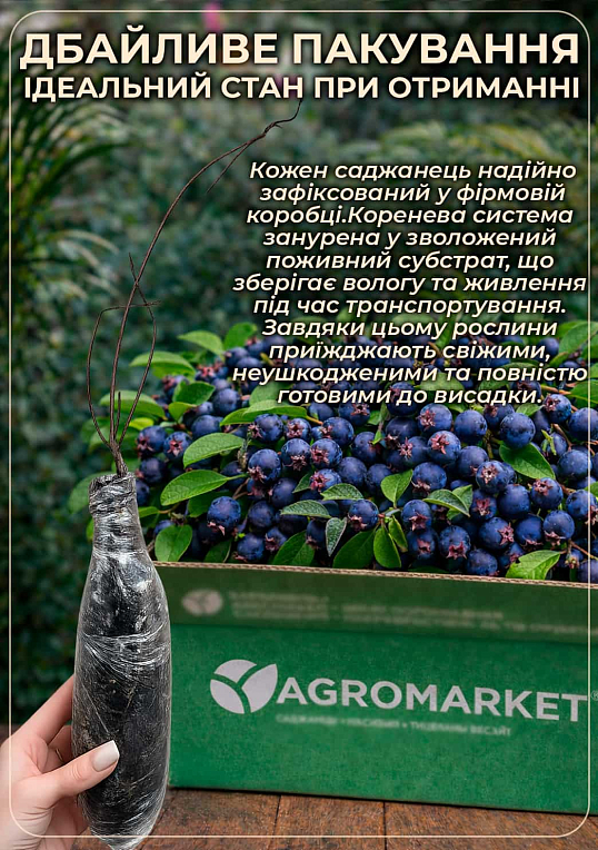 Ирга ольхолистная "Smoky" (Смоуки) (самый высокоурожайный сорт) - фото 3