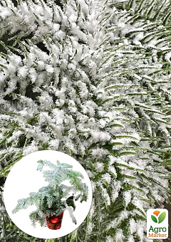 Араукария Новогодняя  (Araucaria heterophylla) комнатная ель (снежное напыление) 25-35см1