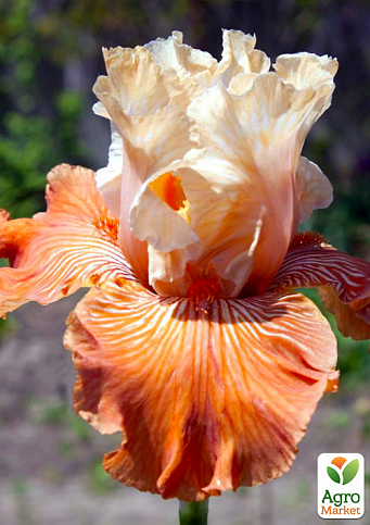 Ірис бородатий великоквітковий "Mandarin Morning" 1шт в упаковці - фото 2