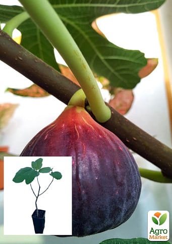 Інжир "Сухумський фіолетовий" саджанець 2 роки (ремонтантний, великоплідний сорт, середній термін дозрівання)