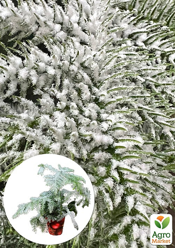 Араукария Новогодняя  (Araucaria heterophylla) комнатная ель (снежное напыление) 25-35см