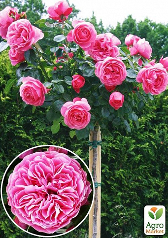 Троянда штамбова "Леонардо да Вінчі" (саджанець класу АА +) вищий сорт