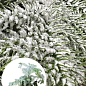 Араукария Новогодняя  (Araucaria heterophylla) комнатная ель (снежное напыление) 25-35см