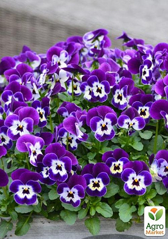 Виола (Viola Cornuta) "Purple Face" - фото 2