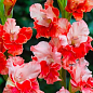 Гладіолус "Arcas" 3шт