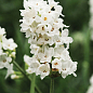 LMTD Лаванда белоснежная 2-х летняя "Aroma White" (20-30см)