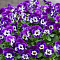 Виола (Viola Cornuta) "Purple Face" купить