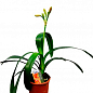 Клівія "Clivia miniata" (вічнозелена багаторічна кімнатна рослина) купить