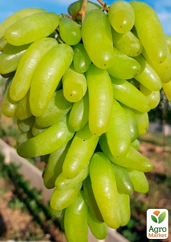 Виноград кишмиш "Ламборджіні" (ранній солодкий сорт селекції США) - фото 2