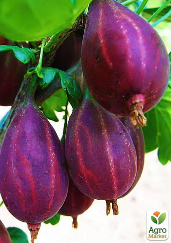 Агрус "Серенада" (пізній термін дозрівання, сорт високозімостойкий) - фото 4