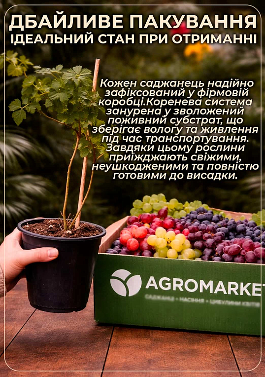 LMTD Виноград ранній "Vroege van der Laan" (сортовий, вкорінений)