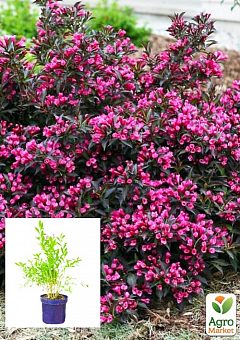 Вейгела флорида квітуча 2-х річна "Nana Purpurea" С2, висота 20-40см1