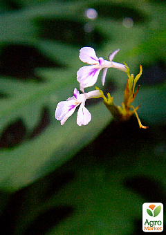Маранта "Leuconeura"4