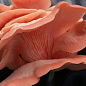 Сухой зерновой мицелий "Вешенка розовая" 10г