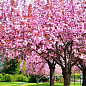 Сакура "Канзан" (Kanzan) висота 100см