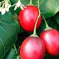 Тамарілло (томатне дерево) екзклюзів NEW купить