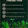 М'ята Кучерява "Crispa" (контейнер Р9) купить